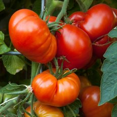 Hybride tomaten