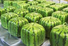 Meloenen
