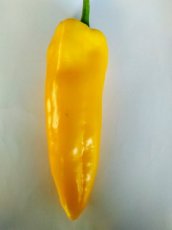 Sweet Pointed pepper yellow